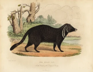 Afrikaanse civetkat, Civettictis civetta