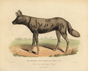 Afrikaanse wilde hond, Lycaon pictus
