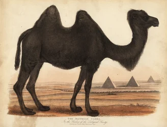 Bactrische kameel, Camelus bactrianus