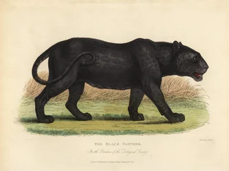 Zwarte panter, Panthera pardus of Panthera onca
