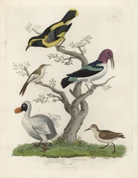 Zwartgele boomkruiper, bruinwitte boomkruiper, Certhia americana, Cayenne-boomkruiper, Dacnis cayana, dodo, Raphus cucullatus, en purre of strandloper, Calidris alpina. Handgekleurde kopergravure door een onbekende kunstenaar uit William Smellies Natural
