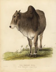 Brahma ras van zeboe runderen, Bos taurus indicus