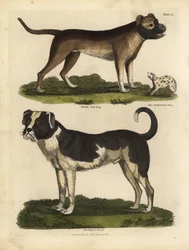 Hondenrassen, Canis lupus familiaris