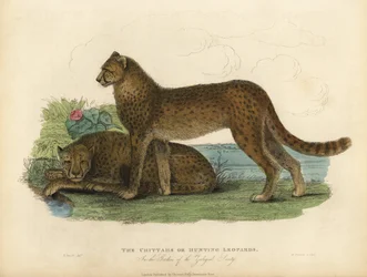 Jachtluipaard, Acinonyx jubatus