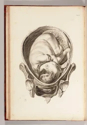 Gravure van een kind in de baarmoeder uit Een Set Anatomische Tafels, met Verklaringen, en een Samenvatting van de Praktijk van Verloskunde, 1754