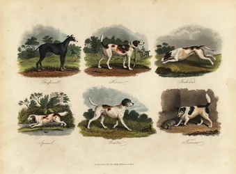 Windhond, Harrier, Foxhound, Spaniel, Pointer, Terrier