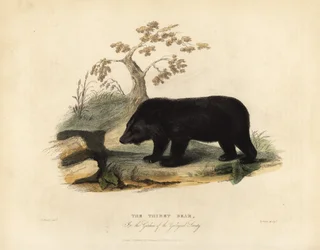 Himalaya zwarte beer, Ursus thibetanus laniger