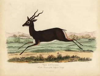 Indische antilope of zwartbok, Antilope cervicapra