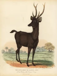 Javan rusa of Sunda sambar hert, Rusa timorensis. Kwetsbaar