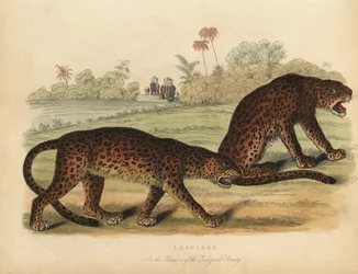 Luipaarden, Panthera pardus