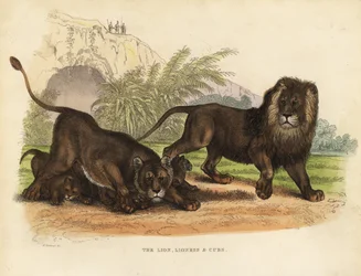 Leeuw, leeuwin en welpen, Panthera leo