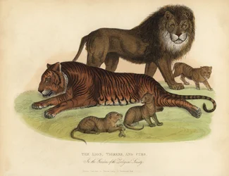 Leeuw, Tijgerin en Welpen