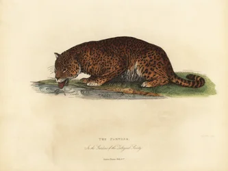 Panter, Panthera pardus of Panthera onca