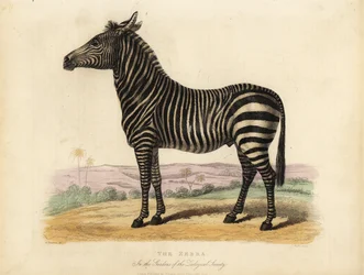 Plains zebra, Equus quagga