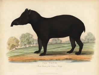 Zuid-Amerikaanse tapir, Tapirus terrestris, kwetsbaar