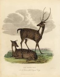 Moeras hert of barasingha, Rucervus duvaucelii