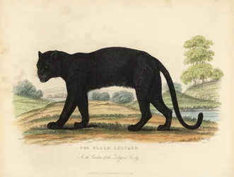 De zwarte luipaard, Panthera pardus.