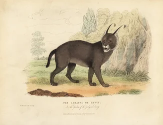 De Caracal of Lynx