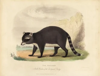 De Wasbeer, Procyon lotor