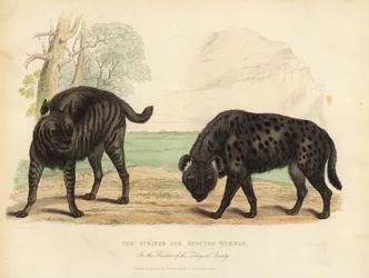 De Gestreepte Hyena en Gevlekte Hyena