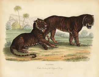 Tijger, Panthera tigris, bedreigd