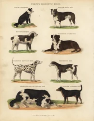 Nuttige Huishonden, Canis lupus familiaris