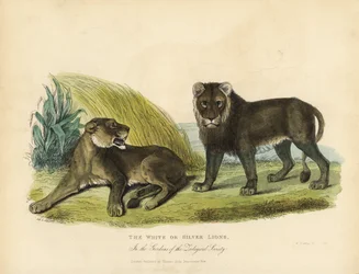 Witte of zilveren leeuwen, Panthera leo melanochaita