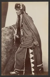 Arapaho dapper Shib-o-nester