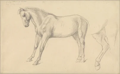 Studies van een Pony