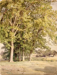 Esdoorns in Chester County, Pennsylvania