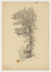 Studie van gebladerte