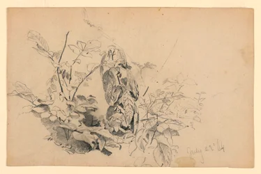 Studie van gebladerte