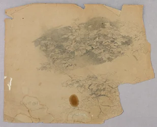 Studie van gebladerte