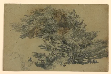 Studie van Bladwerk