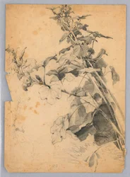 Studie van Bladgroen