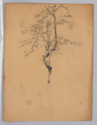 Studie van Bladeren