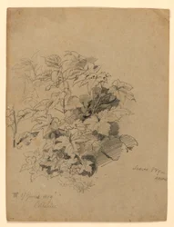 Studie van gebladerte