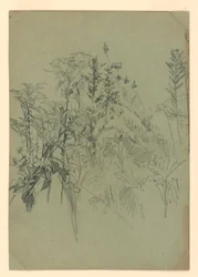 Studie van gebladerte