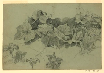 Studie van Bladgroen