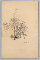 Studie van gebladerte