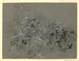 Studie van violette bladeren en gras