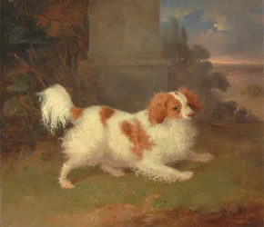 Een Blenheim Spaniël