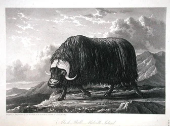 Muskusos, Melville Island, uit Journal of a Voyage for the Discovery of a North West Passage from the Atlantic to the Pacific uitgevoerd in de jaren 1819-20, door William Edward Parry, gepubliceerd 1821