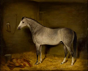 Arabisch paard in een losse box