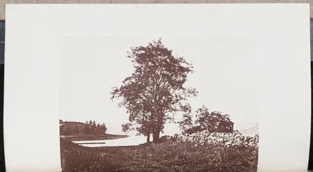 Sprinkhaanbomen op de oevers van de Bass River in Beverly