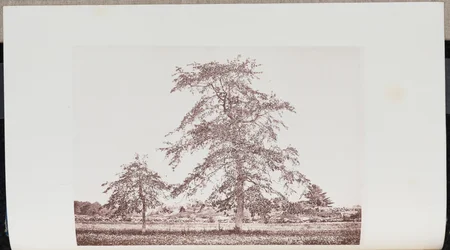 Tupelobomen in een veld bij de "Outlet" op de oude Essex Road in Beverly