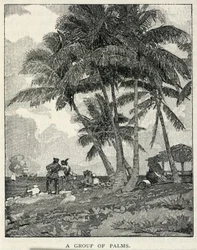 Een groep palmen, uit The Century Magazine, februari 1887