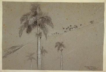 Tekening, Royal Palm, Cuba, 1885