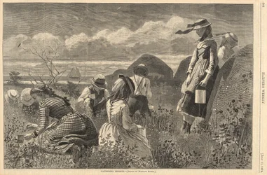 Bessen Plukken, uit Harper