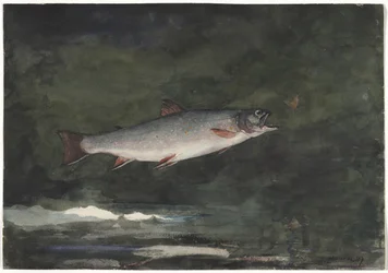 Springende forel